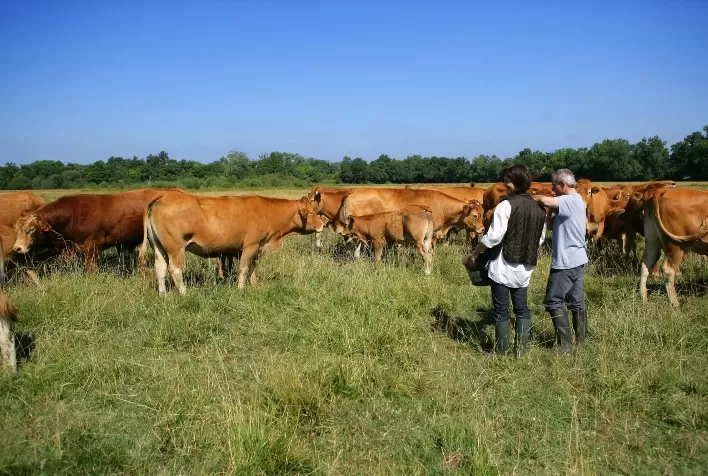 As proteínas de origem animal são essenciais para uma alimentação nutritiva e saudável e os mais pobres devem ter acesso ao seu consumo, afirmam especialistas