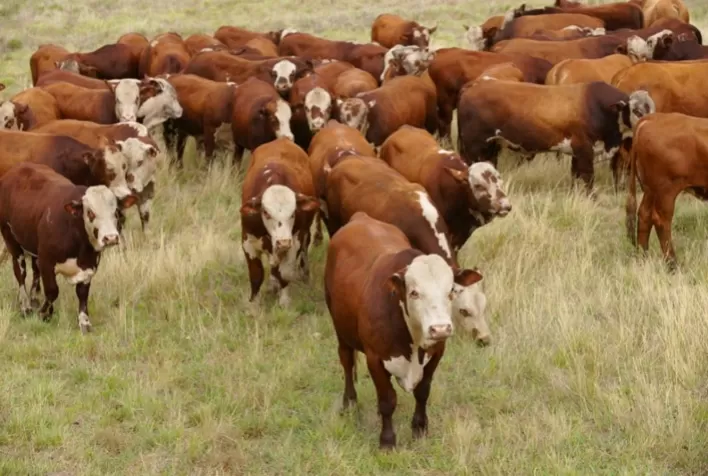 Um Uruguai e meio é o potencial de crescimento do rebanho bovino brasileiro com recuperação de pastagens