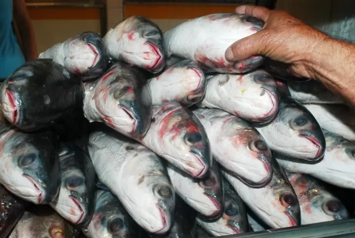 Confirmada para setembro a 18ª Semana do Pescado