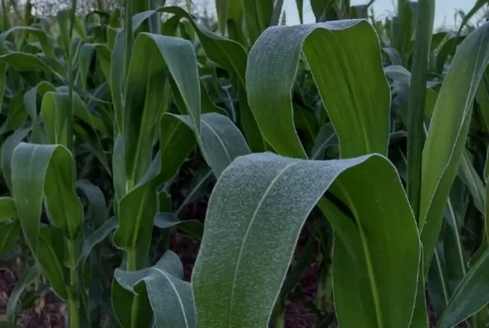 Temperaturas baixas em todo o Brasil vão impactar na produção agropecuária
