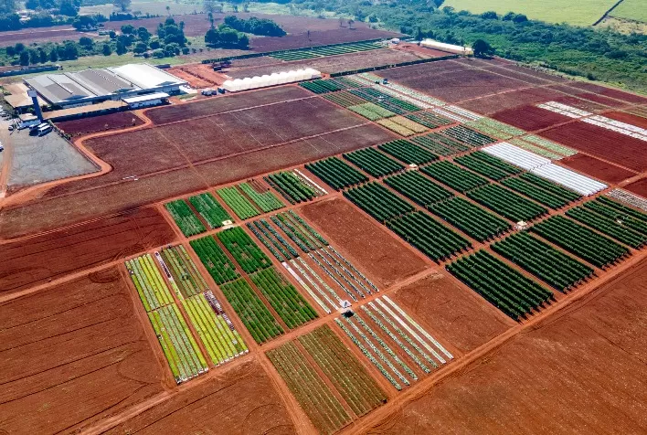 Open Field Day 2021 será online e trará novidades para o mercado profissional de horticultura