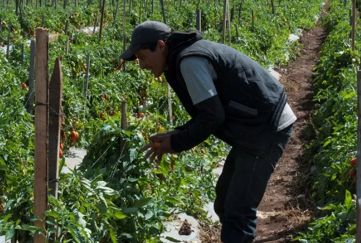 Triângulo Norte Centro-Americano, uma preocupação dos países das Américas que será levada à Cúpula de Sistemas Alimentares da ONU