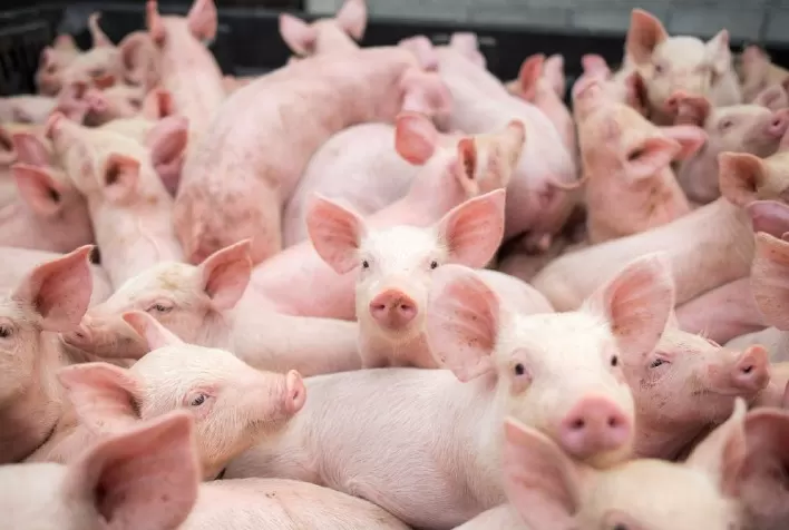 Carne suína brasileira bate mais um recorde: receita cambial de US$ 270,2 milhões em junho