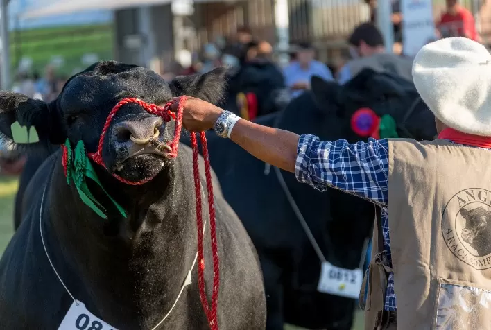Angus participará da Expointer 2021