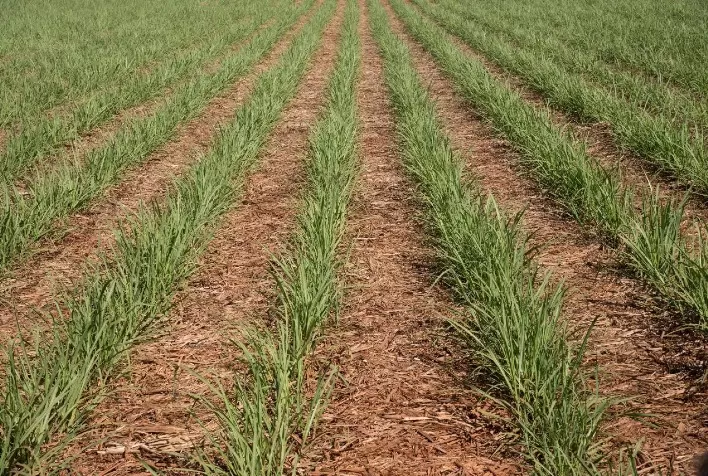Controle de plantas daninhas na cultura da cana o ano todo é foco da Corteva Agriscience