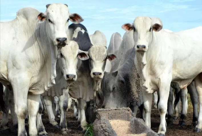 Governo de Goiás orienta produtor a não usar cama de frango na alimentação de ruminantes