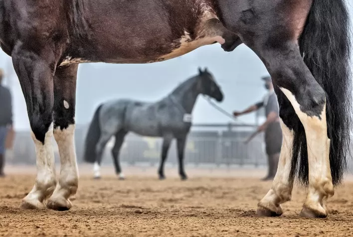Prévia Morfológica 1 termina com 103 animais pré-aprovados em Esteio