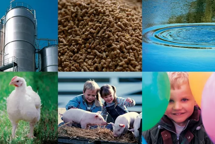 Evonik comprova as vantagens sustentáveis de suas soluções nutricionais para suínos e aves