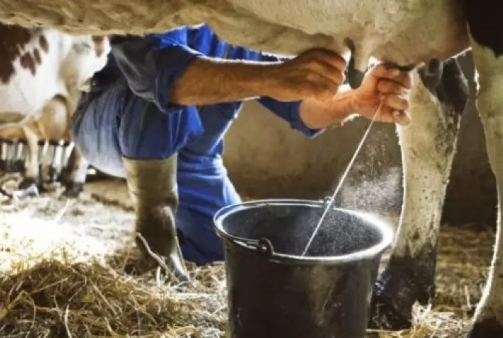 Produtores de leite do MS participam de levantamento de custos do Campo Futuro