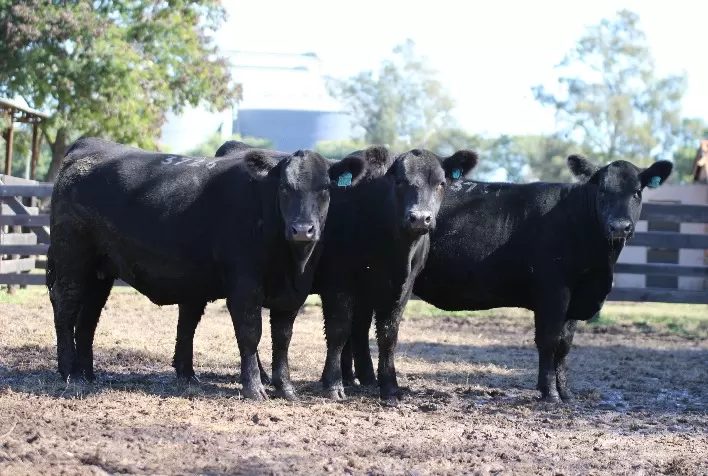 Grandes campeãs Angus serão ofertadas no Rincon Code