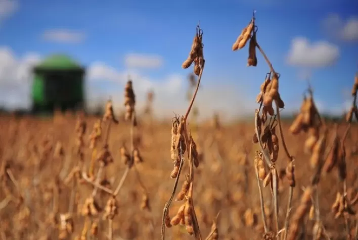 Soja opera com leves altas na Bolsa de Chicago e mantém monitoramento sobre o clima