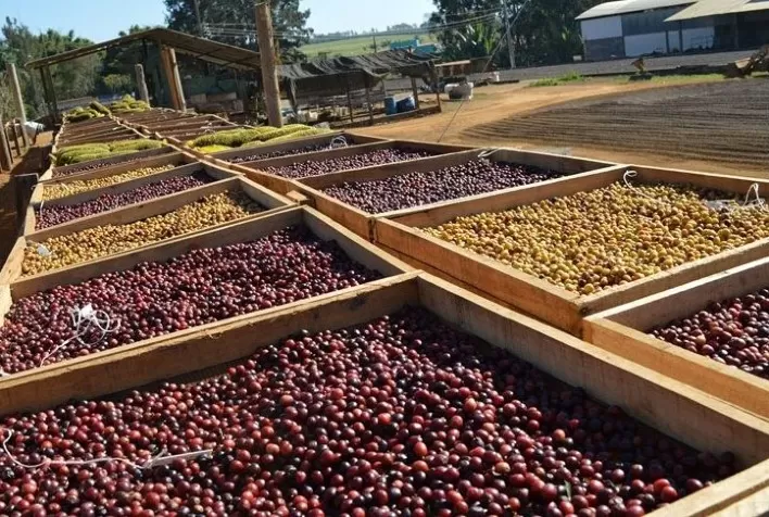 Café: Acompanhando clima e colheita no BR, arábica e conilon voltam a subir nesta 4ª