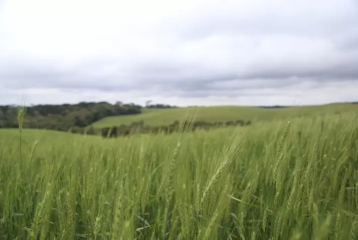 Trigo: nutrição adequada das plantas é essencial para mitigar estresses climáticos