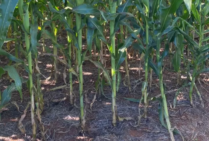 Agricultor de Mato Grosso do Sul mantém produtividade do milho mesmo com seca