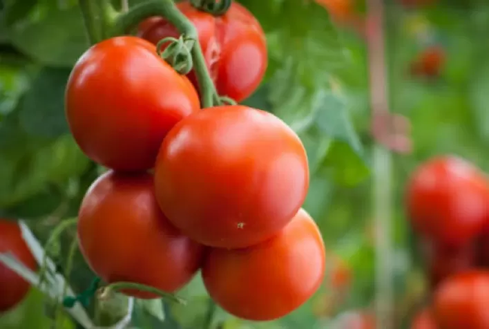 HF BRASIL: Estudo inédito traz um diagnóstico completo da cadeia de tomate de mesa nacional