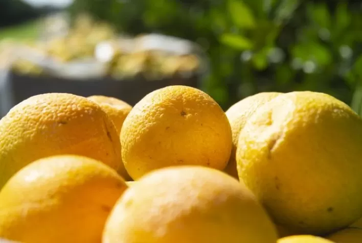 Citros: Com menor disponibilidade, preço da laranja pera sobe