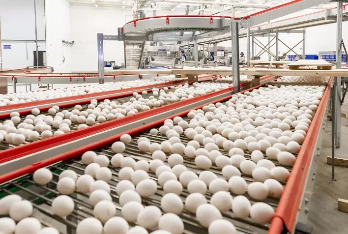 Exportações de ovos mantém alta de 145,1% em 2021