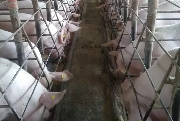 Nutrição adequada e de qualidade é essencial para fêmeas suínas no período de gestação