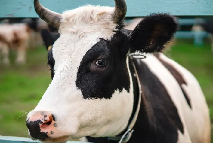 Como a secagem inteligente e a vermifugação das vacas leiteiras auxiliam na manutenção do bem-estar animal?