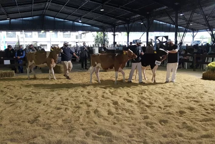 Abertas as inscrições para participação da raça Holandesa na Expointer