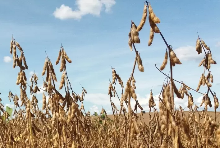 RS tem potencial para produzir 122 sc/ha de soja