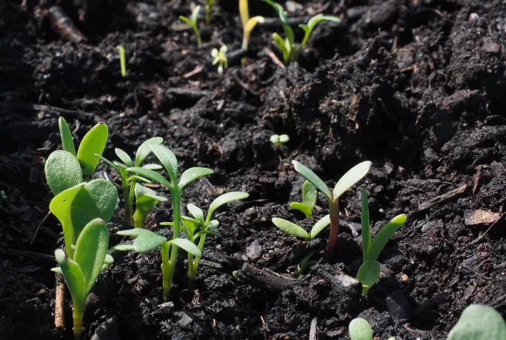 Produtos biológicos já são utilizados em 25% das áreas cultivadas no Brasil