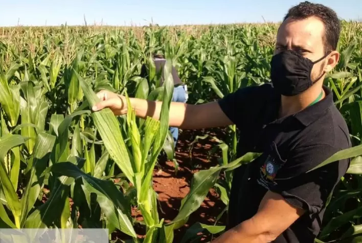 Secretaria da Agricultura participa do programa nacional de Monitoramento da Cigarrinha-do-milho e Enfezamentos da Cultura