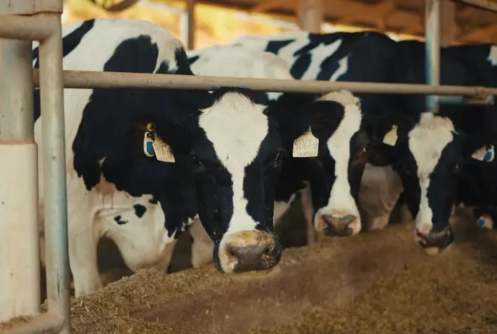 Monitoramento de vacas de leite foi "divisor de águas" para a mineira Agropecuária REX