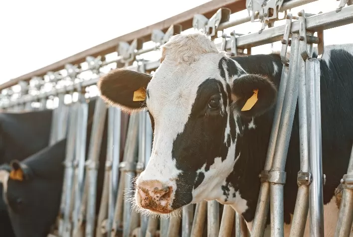 Cultura na fazenda: muito além da mastite clínica