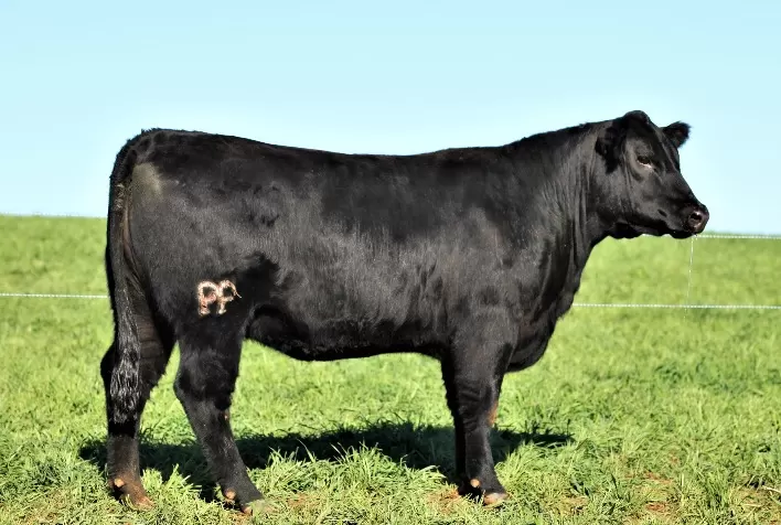 Campeã do Supremacia Genética da Angus será ofertada em leilão da Fazenda Limeira