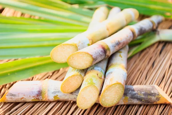 Brasil menos doce: produção de cana pode diminuir até 60% com incidência de pragas e doenças agrícolas