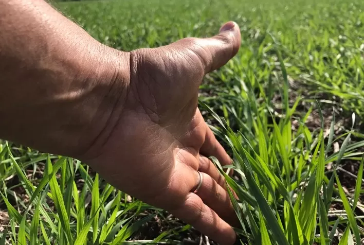 Falta de chuvas atrasa desenvolvimento da lavoura de trigo no Rio Grande do Sul