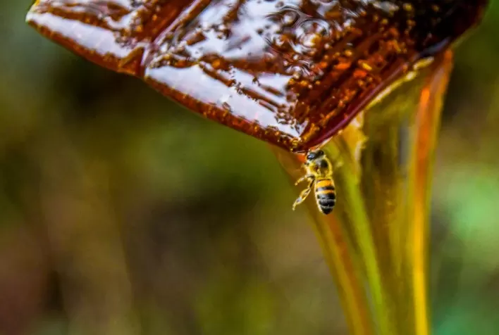 Mel de Melato da Bracatinga do Planalto Sul brasileiro conquista selo de Indicação Geográfica