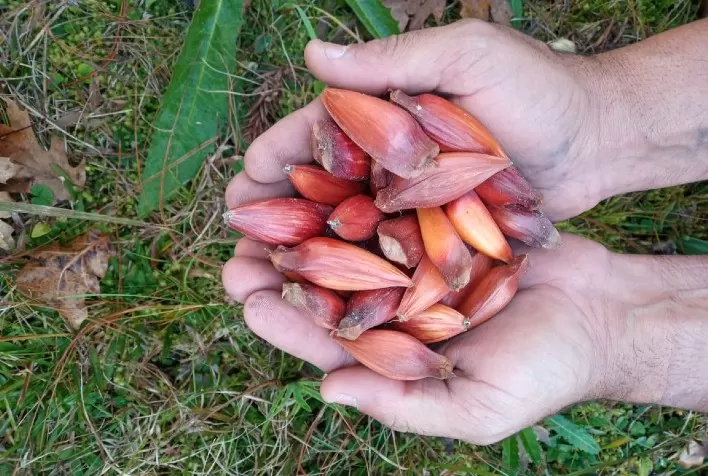 Pinhão é um dos produtos no foco da PGPM-Bio em SP