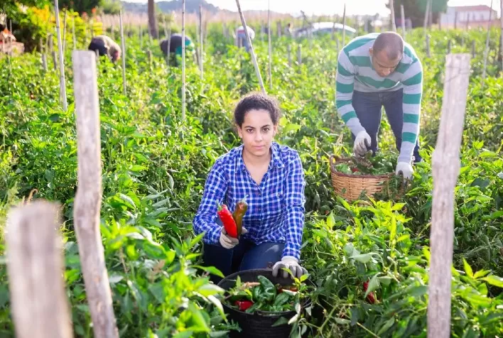 Agricultura orgânica: um sistema produtivo inovador que promove a inclusão de gênero e juventude na América Latina e no Caribe