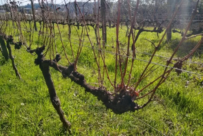 Atenção à poda da videira é a recomendação do Boletim Agrometeorológico da Serra Gaúcha