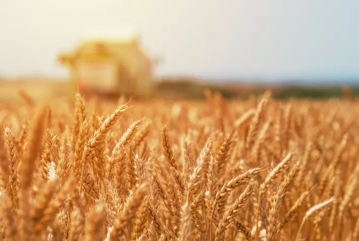 Cereal de inverno merece atenção com pragas e doenças