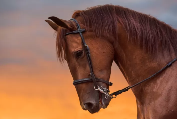 Zoetis traz ao Brasil teste inovador que identifica infecção em cavalos