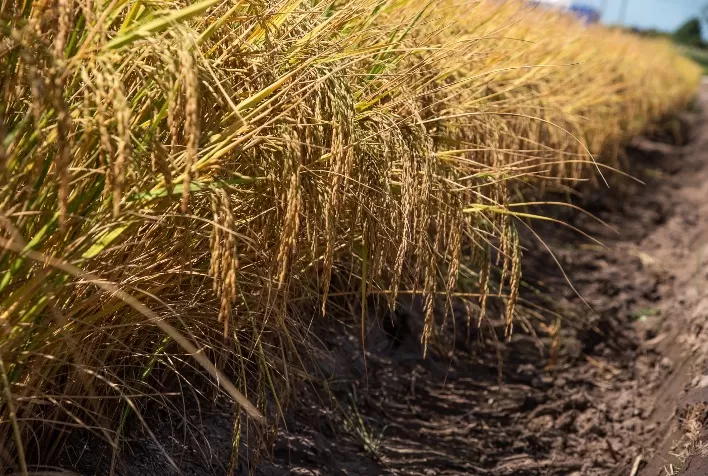 Safra catarinense de arroz se mantém estável em 2021, com produtividade superior no Sul do Estado