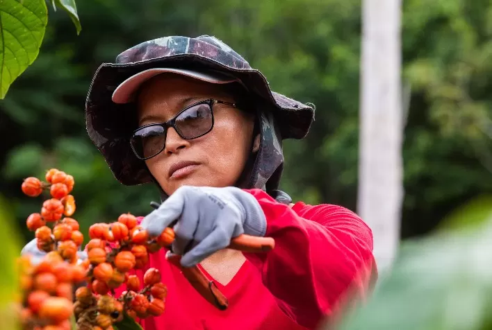 Plataforma criada por startup será usada por produtores de guaraná para a Coca-Cola