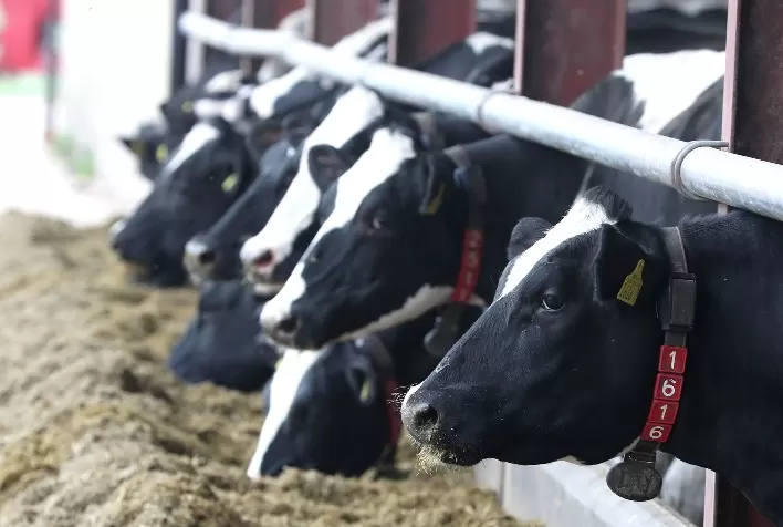 Os três pilares de fazendas leiteiras altamente eficientes