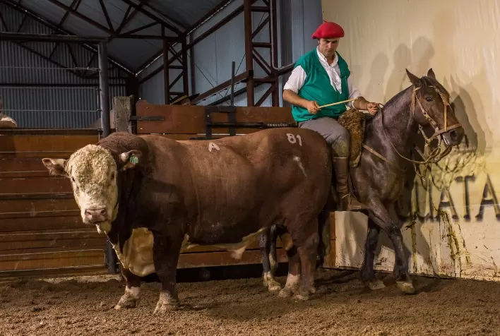 Centrais de inseminação buscam genética da Conexão Delta G