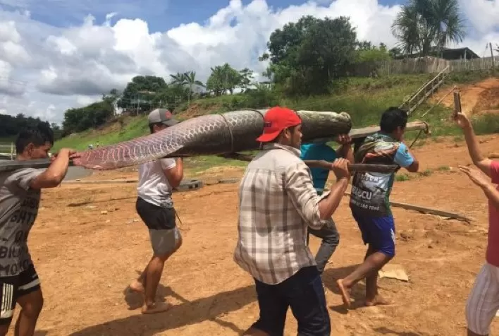 Pirarucu de Mamiraua conquista Indicação Geográfica