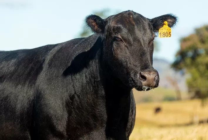 Fazenda Angus Rio da Paz ofertará fêmeas de ponta em remate virtual