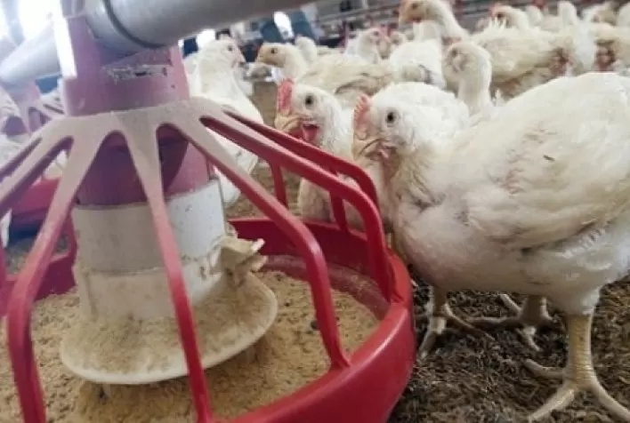 Cobb-Vantress destaca ingredientes alternativos para nutrição de aves com eficiência produtiva