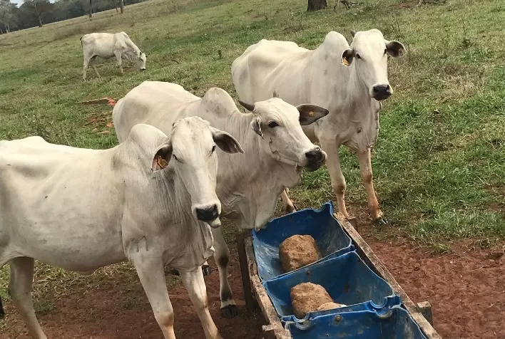 Suplemento em bloco mostrou maior eficiência nos ganhos em escore corporal e taxa de prenhez do rebanho