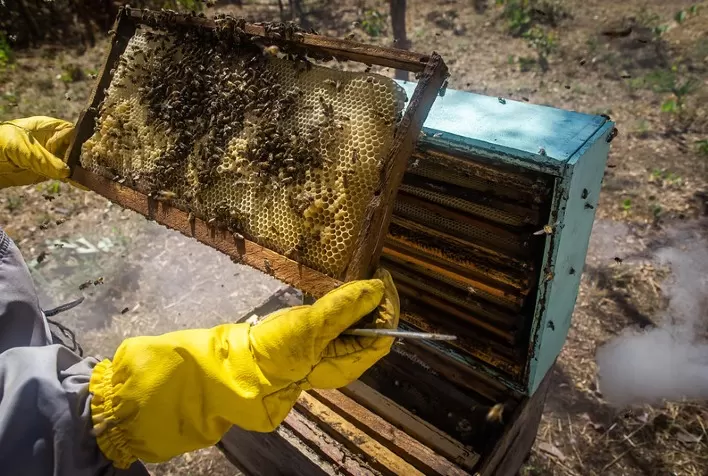 Védera lança suplemento alimentar para abelhas