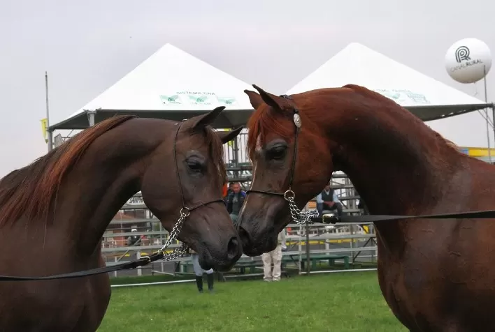 Secretaria da Agricultura divulga regulamento para exposição de animais na Expointer 2021