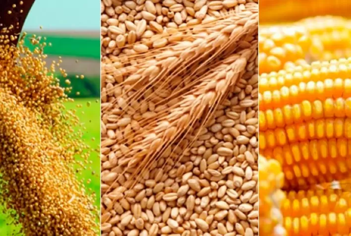 USDA reduz índice de lavouras de soja, milho e trigo dos EUA em boas/excelentes condições