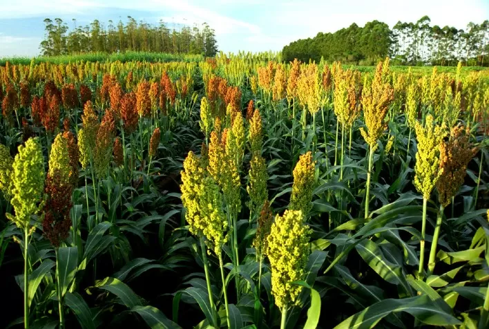 Secretaria da Agricultura autoriza empresas para a entrega de sementes do Programa Troca-Troca